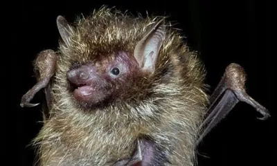 new bat species harpiola isodon discovered in mizoram