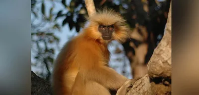 assam  injured golden langur rescued in kokrajhar