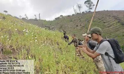 manipur  54 acres of poppy plants razed in kangpokpi