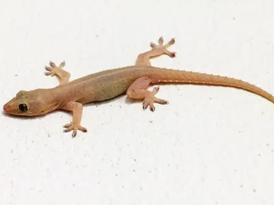 how to keep lizards out of your house naturally and easily