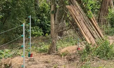 tripura forest department installs trenches  solar fencing to curb elephant conflict in khowai