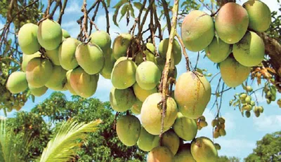 bangladesh pm sends haribhanga mango  hilsa and rasgulla to tripura cm