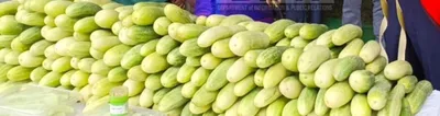 off season cucumber festival held in nagaland village