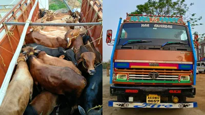 assam  truck loaded with cattle seized in guwahati