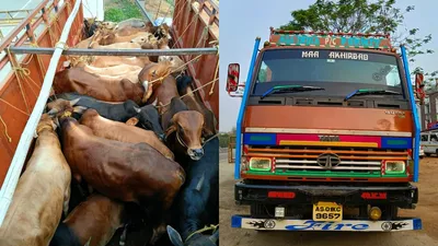 assam  truck loaded with cattle seized in guwahati