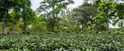 is the problem of mcleod russel tip of iceberg for tea industry in assam 