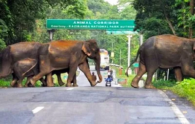 assam  police to escort vehicles travelling through kaziranga to ensure wildlife safety