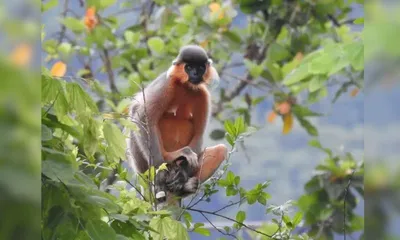 capped langur sighting in manas national park highlights assam’s rich biodiversity