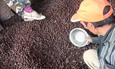 from ‘dooms tree’ to economic hope  mizoram s tung cultivation gains momentum