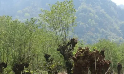 nagaland  how khonoma’s alder based jhum farming fights climate change