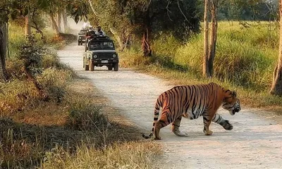 assam s rising tiger deaths  a wake up call for flawed wildlife management