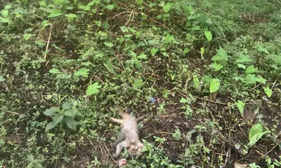 assam  infant monkey found dead near nh 37 in doomdooma  wildlife safety concerns rise