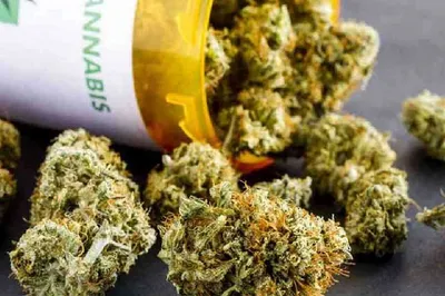 one held with cannabis worth rs  4 lakh in tripura