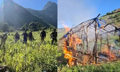 manipur  600 acres of poppy plantations  64 farm huts destroyed in hill districts