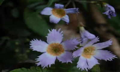 arunachal  new violet primrose discovered in dibang valley