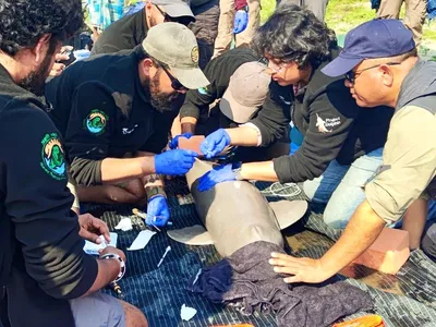 assam  india conducts first ever ganges river dolphin tagging