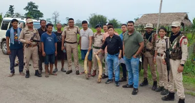assam police’s stf seizes 15 20 kg ivory tusks in wildlife poaching crackdown