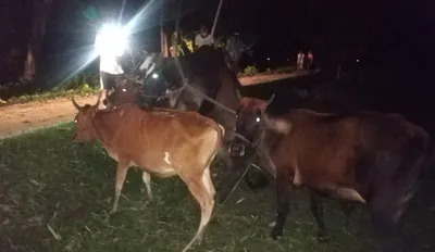 assam  two trucks with 70 cattle heads seized in guwahati