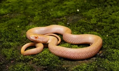 india’s first albino checkered keelback snake spotted in assam
