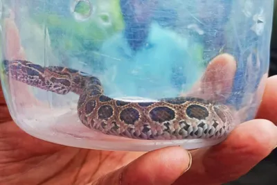 misinformation about russell’s viper stokes incidents of snake killing in assam