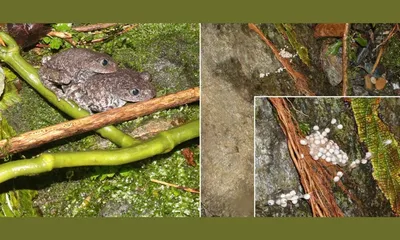 rare bompu litter toad’s breeding recorded for first time in arunachal