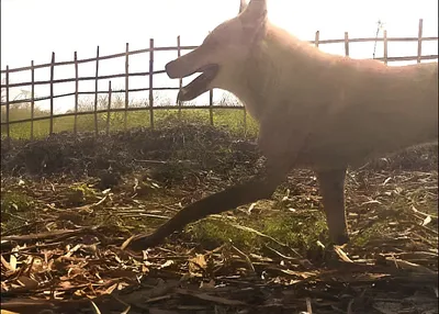 assam  asiatic dhole spotted in lakhimpur after villagers report livestock attacks