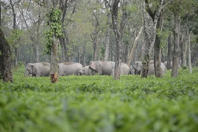 assam elephants in peril