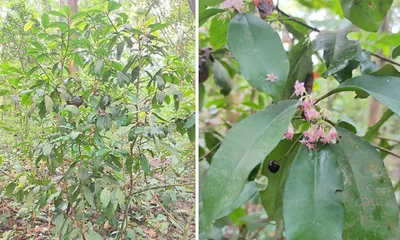 amid encroached forests  assam’s sonai rupai yields a new botanical treasure