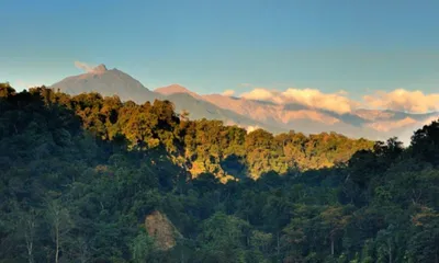 namdapha to lose 310 hectare for arunachal highway  experts flag threat to 1 55 lakh trees