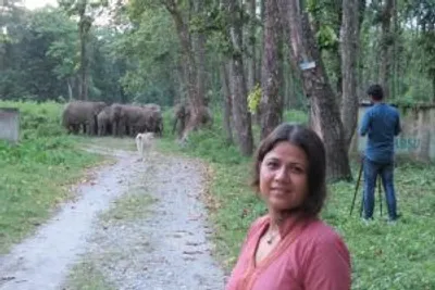 assam elephants in peril