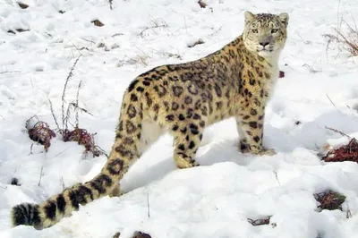 arunachal estimated to have 36 snow leopards  report