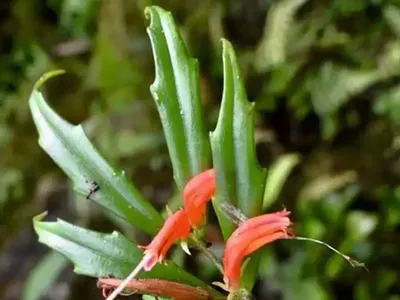 new plant species discovered in nagaland