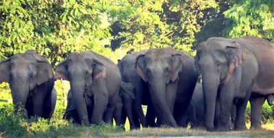 northeast s elephant census delayed amid jumbo population plummets in india