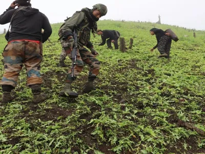 manipur  2 sq km of illegal poppy cultivation destroyed