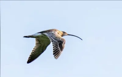 endangered migratory bird eurasian curlew resighted in manipur after 23 years