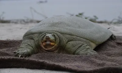 assam  india’s first satellite tagged ganges softshell turtle released in kaziranga