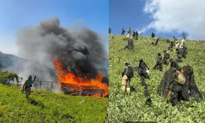 over 100 acres of illegal poppy cultivation destroyed in manipur