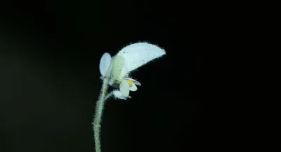 new begonia neelamorum species discovered in arunachal  assam botanist leads research