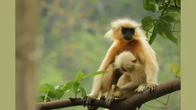 assam  golden langur killed near kakoijana reserve forest due to electrocution