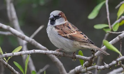 return of the sparrow