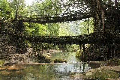 meghalaya   dancing girl  ginger species discovered near root bridge