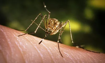 manipur  15 year old boy dies of japanese encephalitis in imphal east