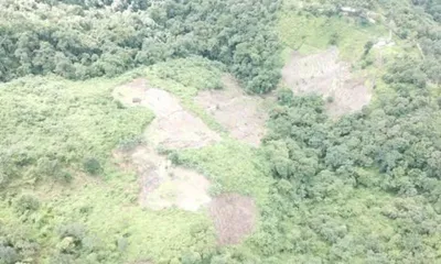 manipur  drone survey detects 13 hectares of poppy cultivation  forest loss hits 21 100 hectares
