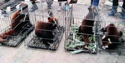 rescued red panda dies at assam zoo  questions raised over  transfer  of 3 to vantara