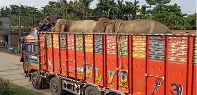 controversy erupts as 12 tripura elephants shipped to gujarat via assam