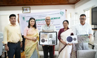 manipur releases new high yielding black rice  rc manichakhao 1