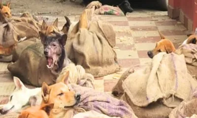 assam  golaghat police bust dog smuggling racket  rescue 23