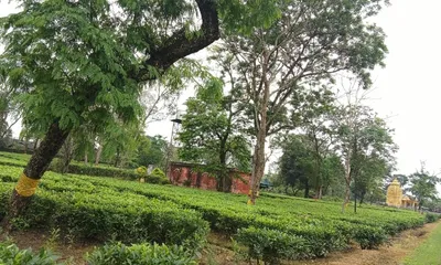 call for protection of colonial and ahom era heritage in upper assam tea gardens