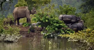 northeast  building back biodiversity  from agreement to action