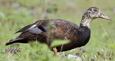 why assam must act now to save the white winged wood duck